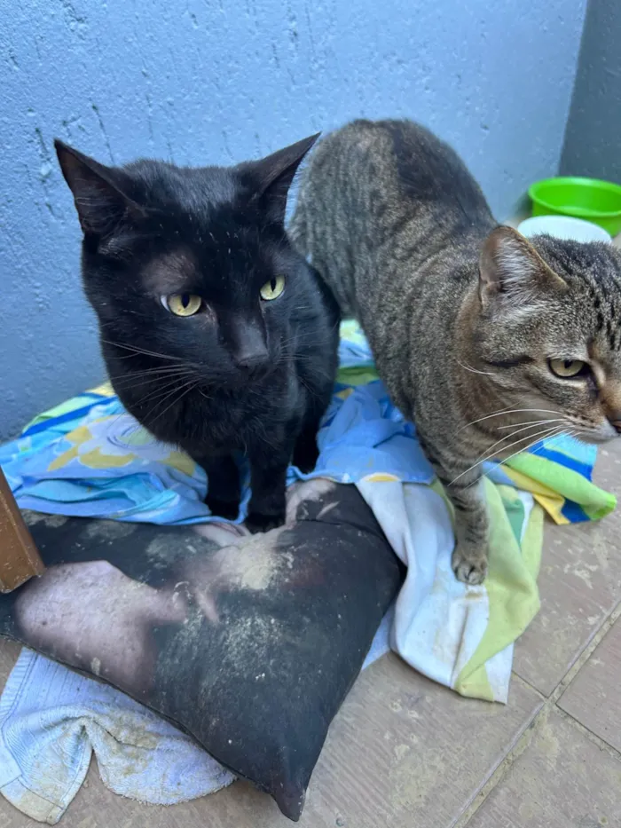 Gato ra a SRD-ViraLata idade 5 anos nome Djorge