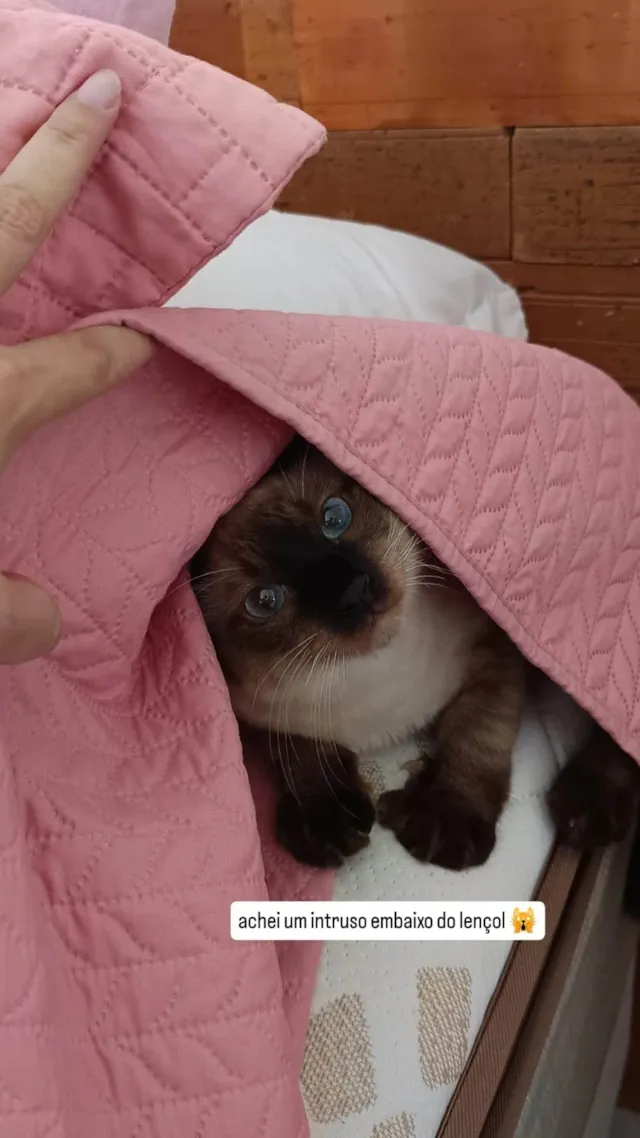 Gato ra a SRD-ViraLata idade 7 a 11 meses nome Lindo gatinho siamês para adoção