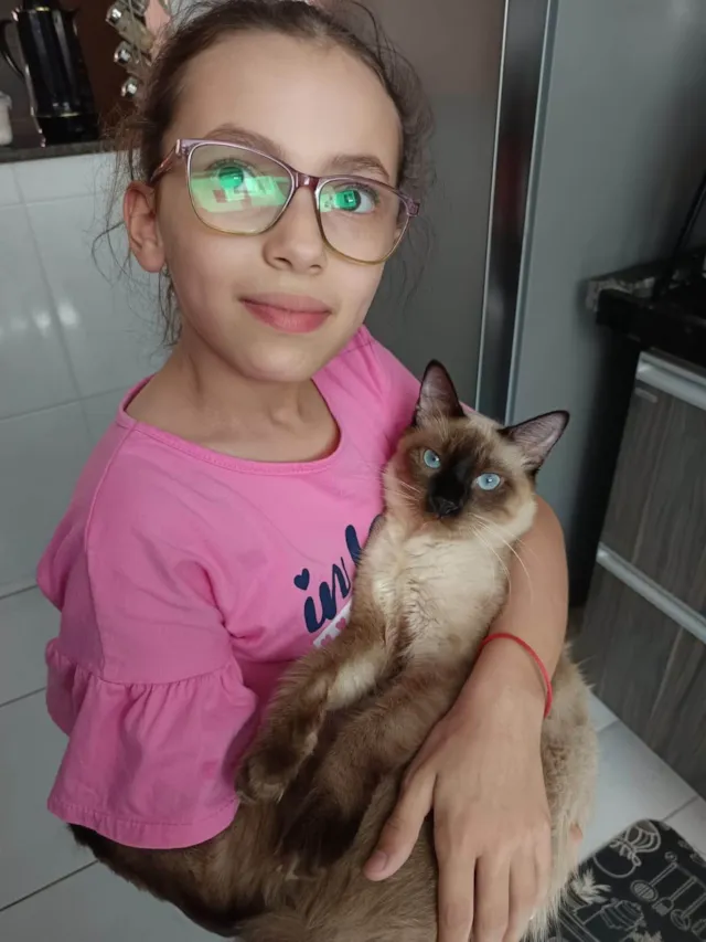 Gato ra a SRD-ViraLata idade 7 a 11 meses nome Lindo gatinho siamês para adoção