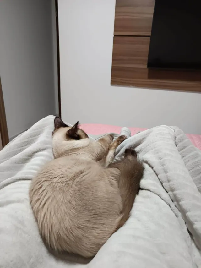 Lindo gatinho siamês para adoção