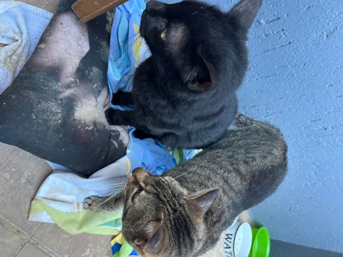 Gato ra a SRD-ViraLata idade 5 anos nome Bela