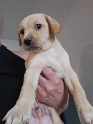 Cachorro ra a SRD-ViraLata idade Abaixo de 2 meses nome Ainda não tem nome