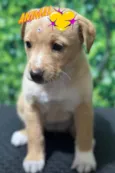 Cachorro ra a SRD-ViraLata idade Abaixo de 2 meses nome Ainda não tem nome