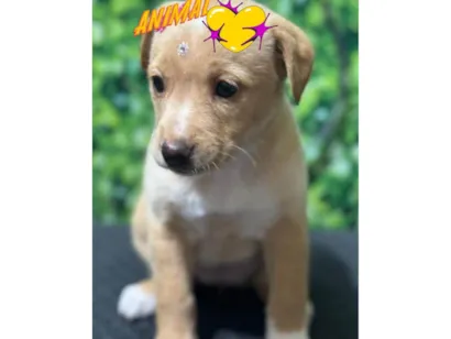 Cachorro ra a SRD-ViraLata idade Abaixo de 2 meses nome Ainda não tem nome
