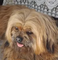 Cachorro ra a Lhasa Apso idade 7 a 11 meses nome Sheik 