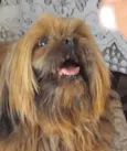 Cachorro ra a Lhasa Apso idade 7 a 11 meses nome Sheik 