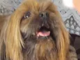 Cachorro ra a Lhasa Apso idade 7 a 11 meses nome Sheik 
