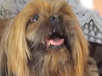 Cachorro raça Lhasa Apso idade 7 a 11 meses nome Sheik 