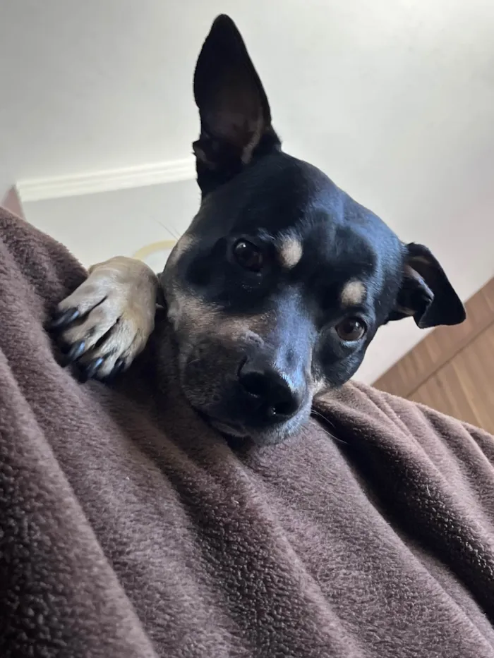 Cachorro ra a SRD-ViraLata idade 5 anos nome Magne