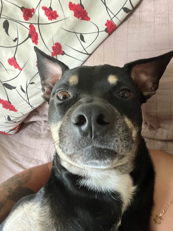 Cachorro ra a SRD-ViraLata idade 5 anos nome Magne