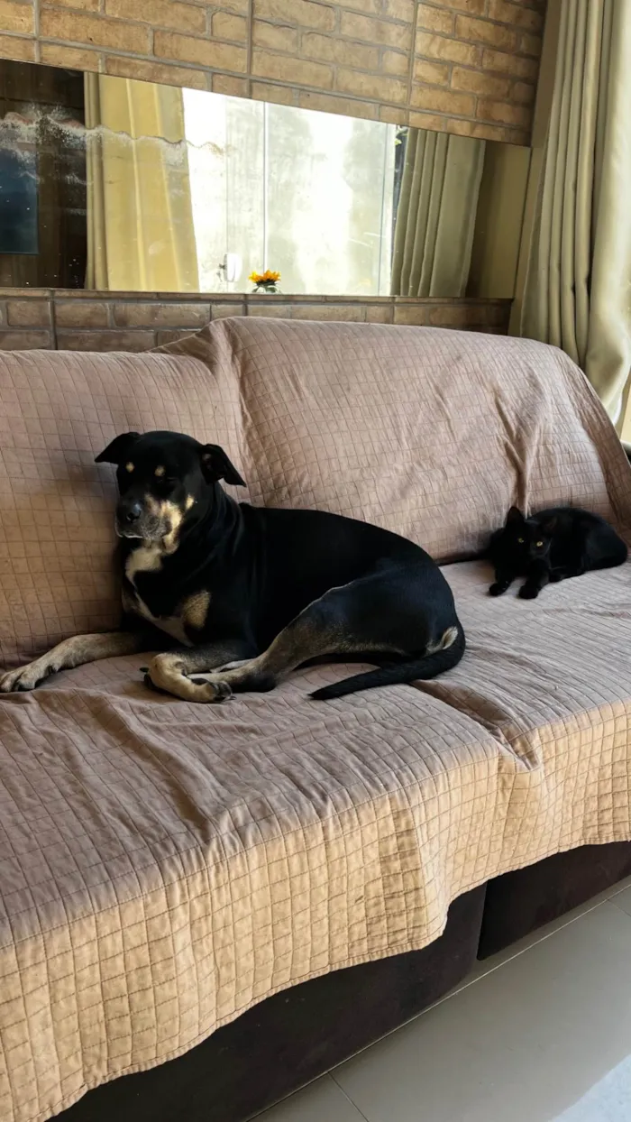 Cachorro ra a SRD-ViraLata idade 5 anos nome Magne