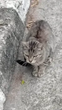 Gato raça SRD-ViraLata idade 2 a 6 meses nome Amanda