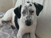 Cachorro raça SRD-ViraLata idade 2 a 6 meses nome Azulene