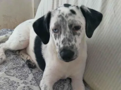 Cachorro raça SRD-ViraLata idade 7 a 11 meses nome Azulene