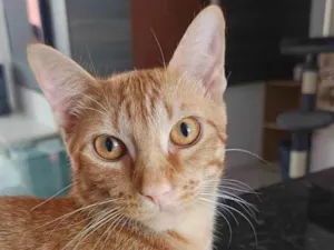 Gato raça SRD-ViraLata idade 7 a 11 meses nome Lindo gato Laranja para adoção
