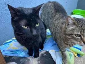 Gato raça SRD-ViraLata idade 5 anos nome Djorge