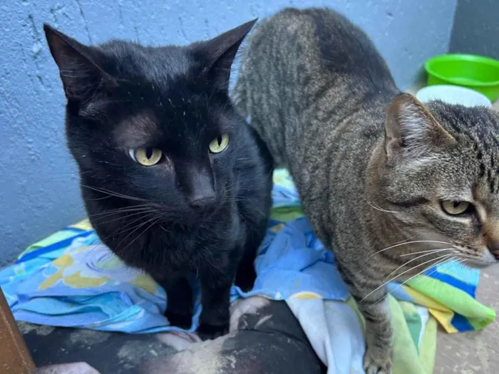 Gato ra a SRD-ViraLata idade 5 anos nome Djorge