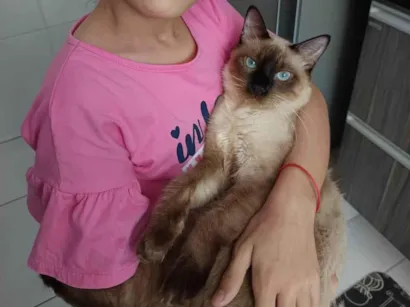 Gato raça SRD-ViraLata idade 7 a 11 meses nome Lindo gatinho siamês para adoção