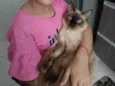 Gato ra a SRD-ViraLata idade 7 a 11 meses nome Lindo gatinho siamês para adoção