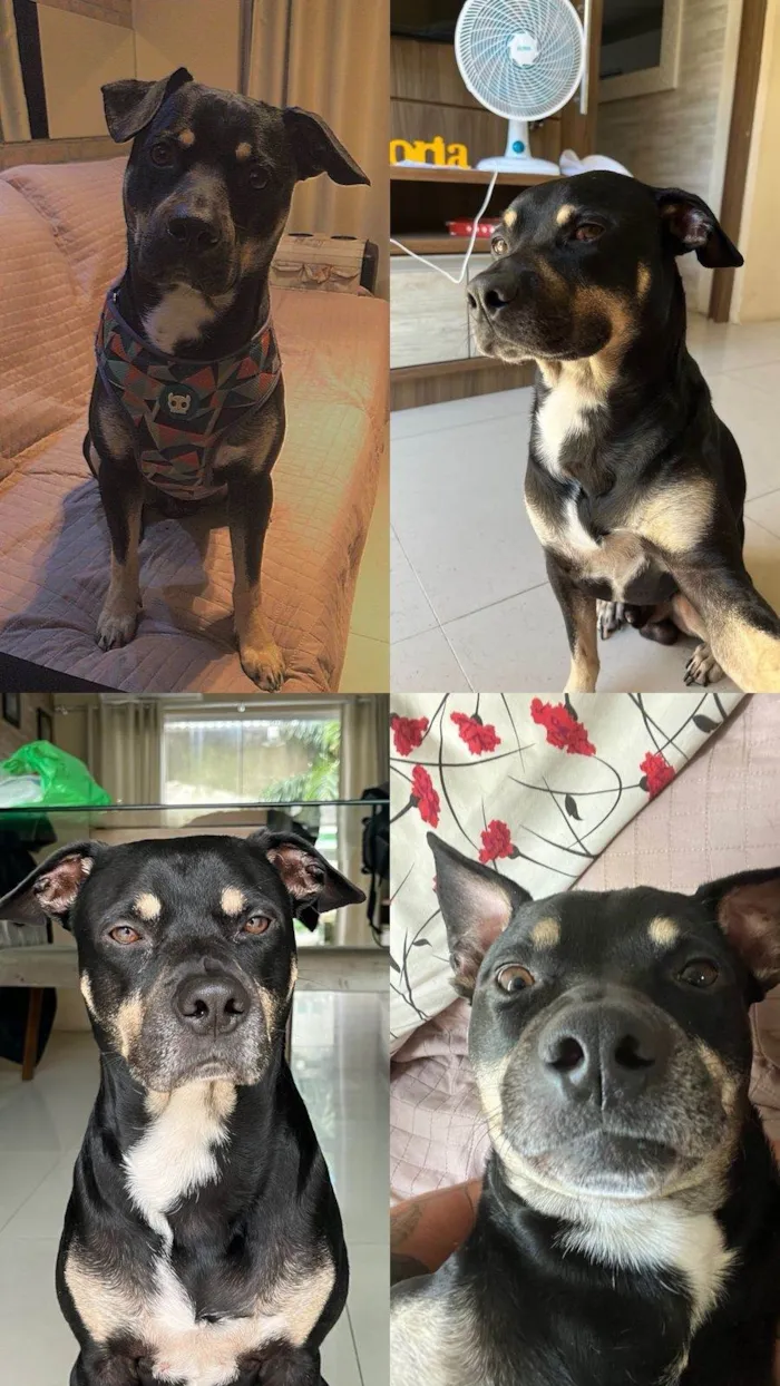 Cachorro ra a SRD-ViraLata idade 5 anos nome Magne