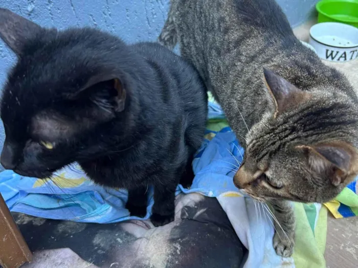 Gato ra a SRD-ViraLata idade 5 anos nome Bela