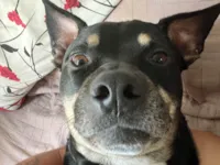 Cachorro raça SRD-ViraLata idade 5 anos nome Magne