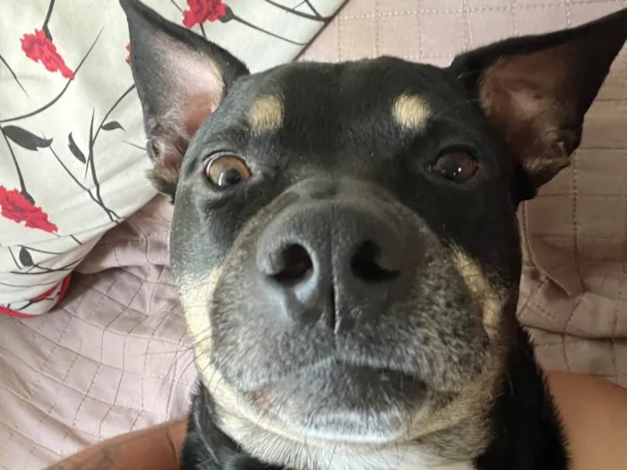 Cachorro ra a SRD-ViraLata idade 5 anos nome Magne