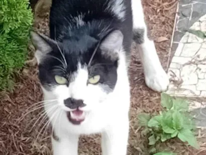 Gato ra a SRD-ViraLata idade 2 a 6 meses nome Amanda