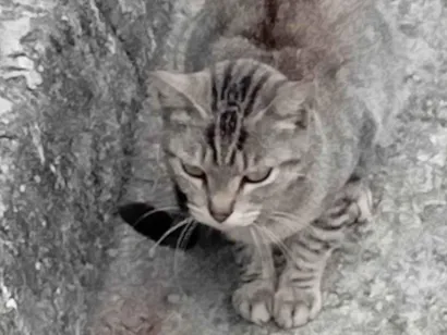 Gato ra a SRD-ViraLata idade 2 a 6 meses nome Amanda