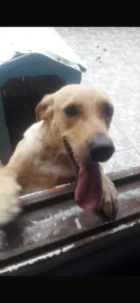 Cachorro raça Labrador idade 4 anos nome Mel