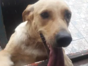 Cachorro raça Labrador idade 4 anos nome Mel