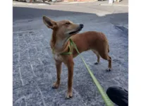 Cachorro raça Labrador idade 2 a 6 meses nome Bolota/Bolinha 