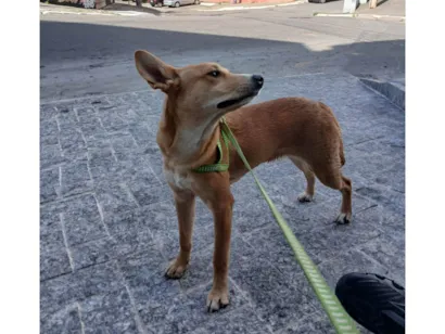 Cachorro raça Labrador idade 2 a 6 meses nome Bolota/Bolinha 