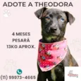 Cachorro ra a SRD-ViraLata idade 2 a 6 meses nome Theodora