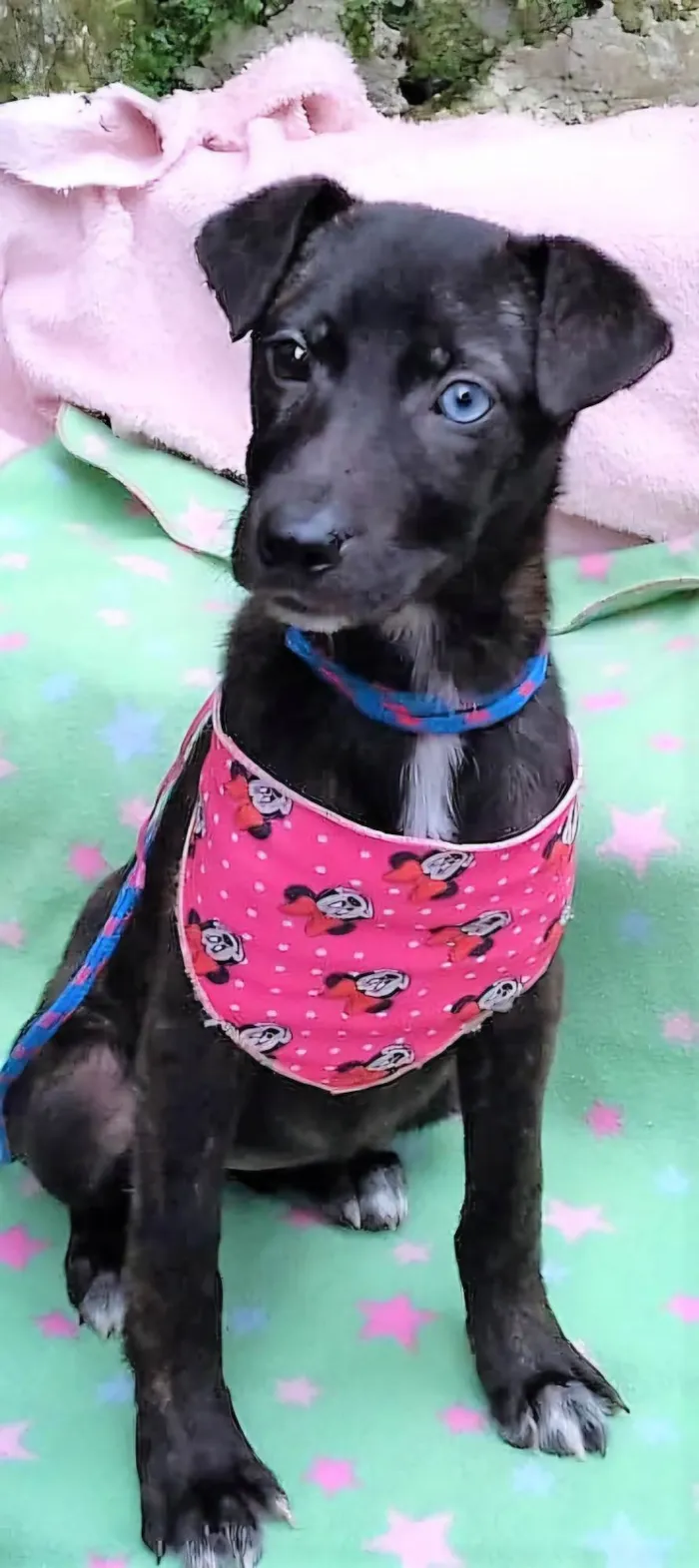 Cachorro ra a SRD-ViraLata idade 2 a 6 meses nome Theodora