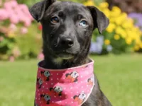 Cachorro ra a SRD-ViraLata idade 2 a 6 meses nome Theodora