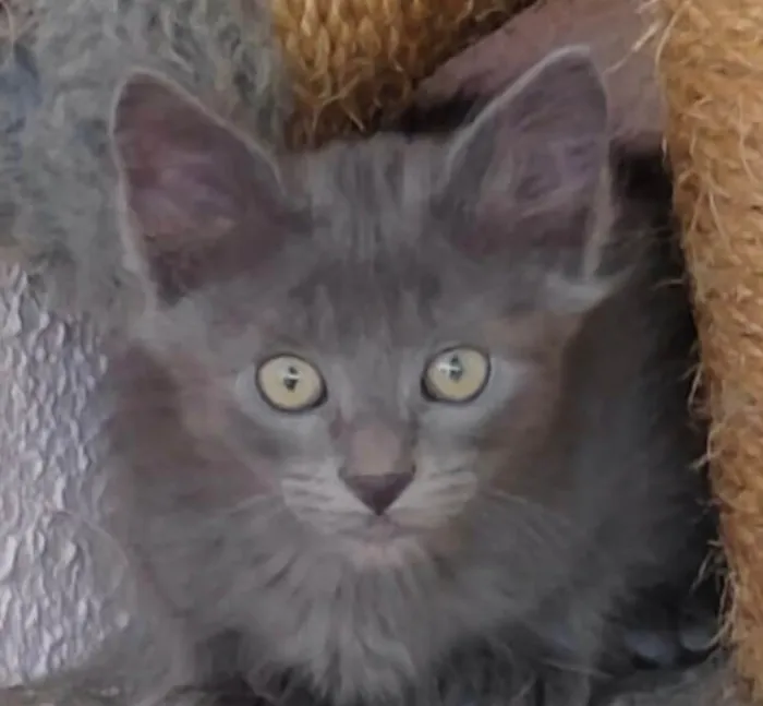 Gato ra a SRD-ViraLata idade 2 a 6 meses nome Apolo 