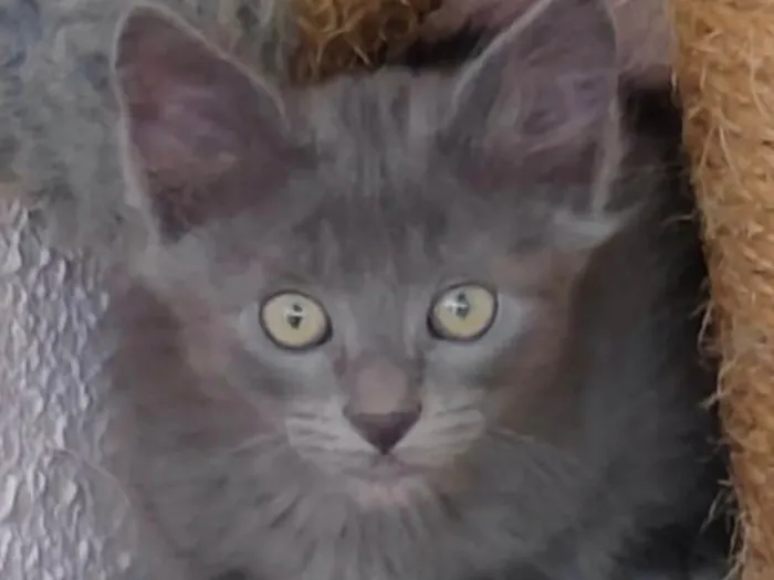 Gato ra a SRD-ViraLata idade 2 a 6 meses nome Apolo 