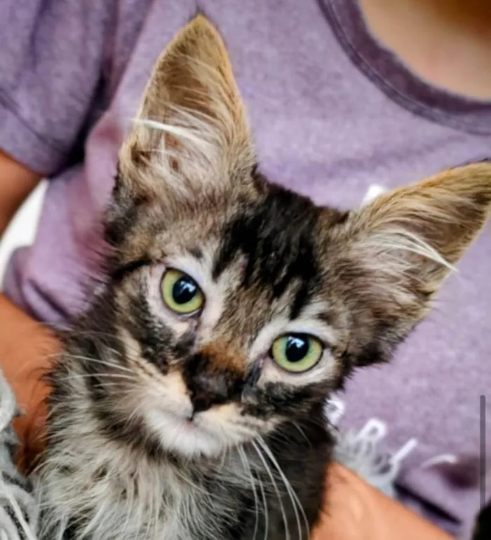 Gato ra a SRD-ViraLata idade 2 a 6 meses nome Charlie 