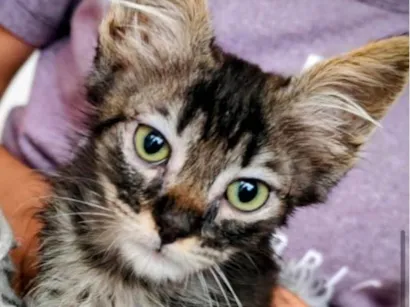 Gato ra a SRD-ViraLata idade 2 a 6 meses nome Charlie 