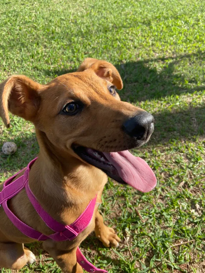 Cachorro ra a SRD-ViraLata idade 2 a 6 meses nome Bonnie 