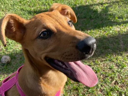Cachorro raça SRD-ViraLata idade 2 a 6 meses nome Bonnie 