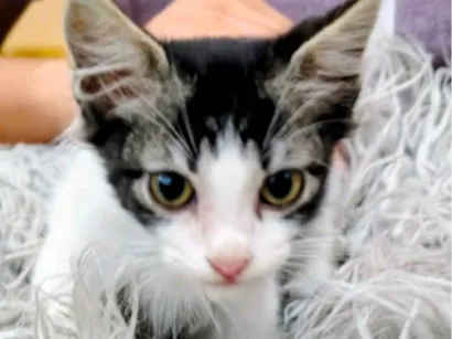 Gato raça SRD-ViraLata idade 2 a 6 meses nome Nick 