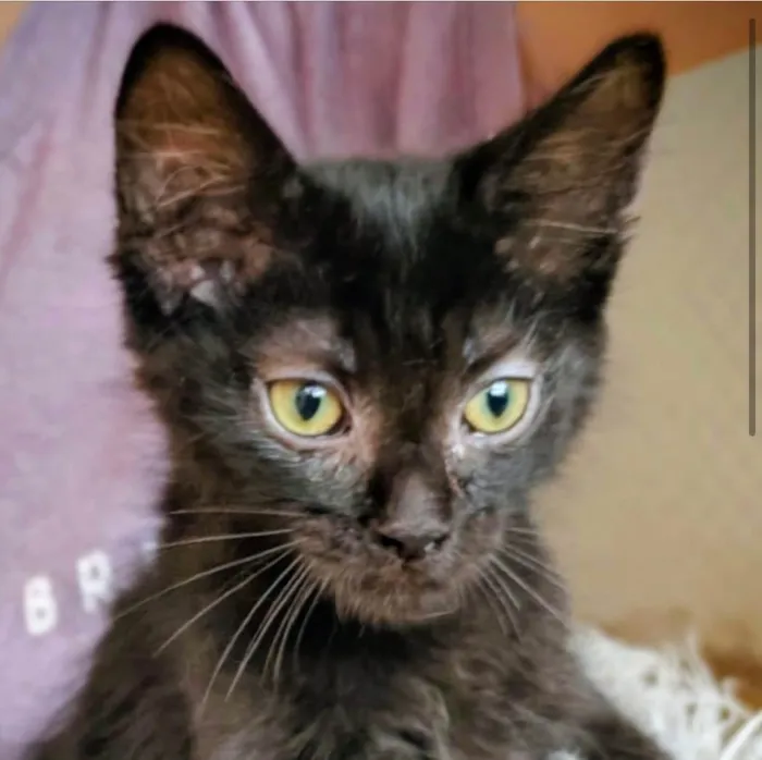 Gato ra a SRD-ViraLata idade 2 a 6 meses nome Bruno 