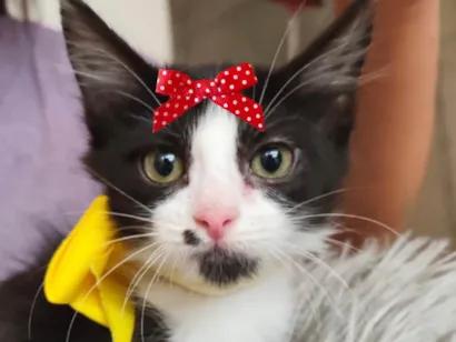 Gato raça SRD-ViraLata idade 2 a 6 meses nome Julia 