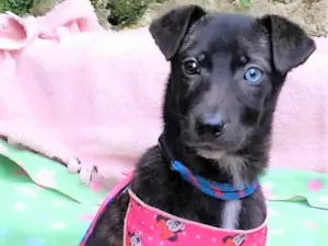 Cachorro raça SRD-ViraLata idade 2 a 6 meses nome Theodora