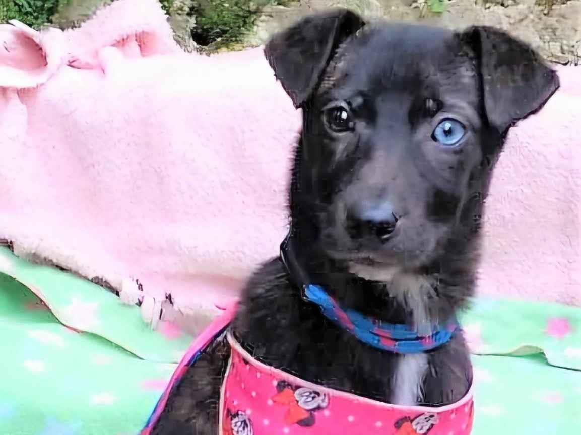 Cachorro ra a SRD-ViraLata idade 2 a 6 meses nome Theodora