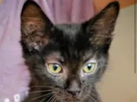 Gato raça SRD-ViraLata idade 2 a 6 meses nome Bruno 