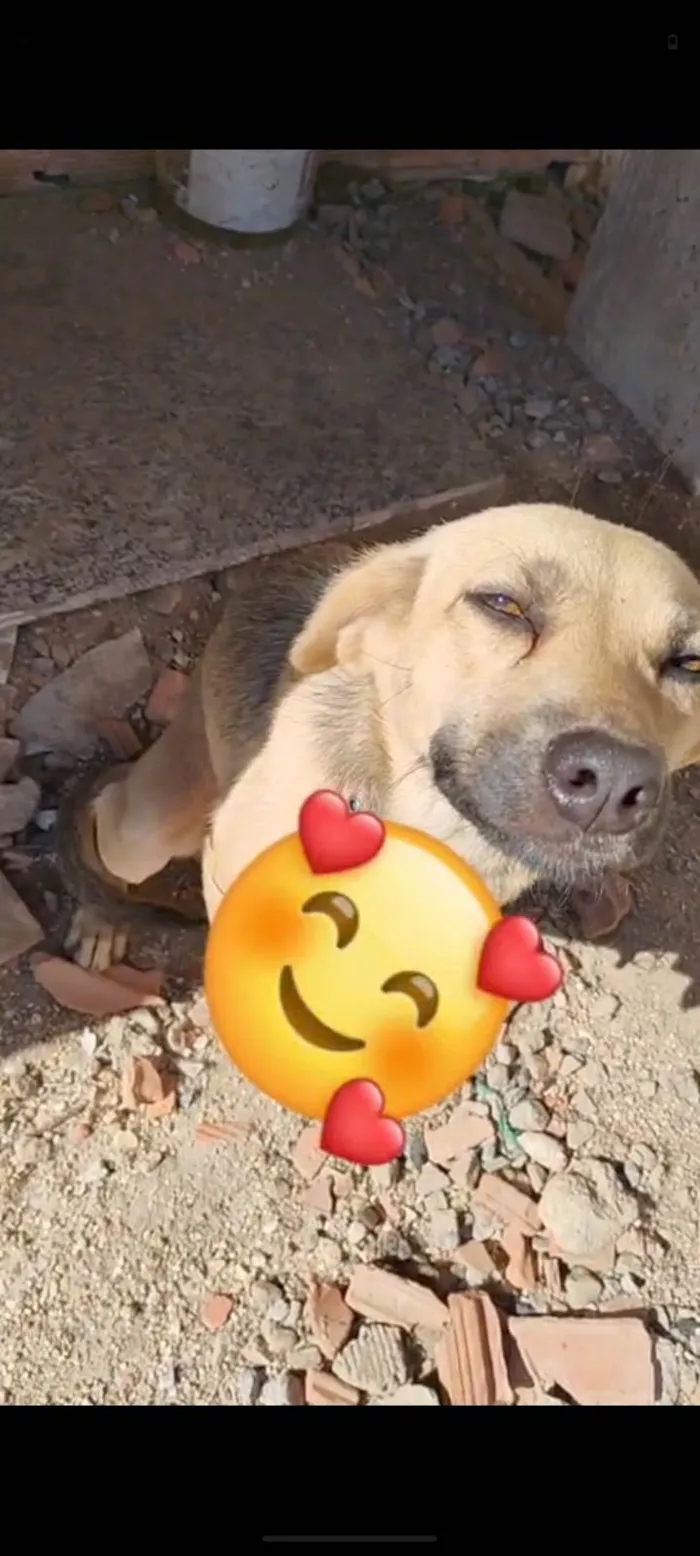 Cachorro ra a SRD-ViraLata idade 1 ano nome Kiara