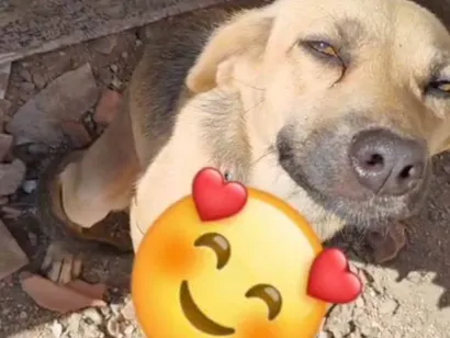 Cachorro ra a SRD-ViraLata idade 1 ano nome Kiara